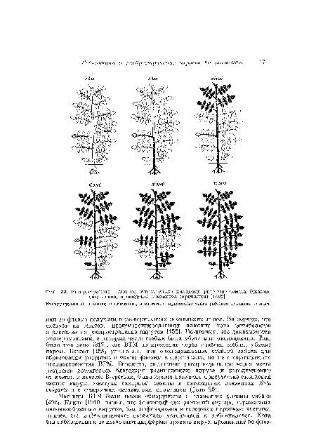 Риспростраиеино ВТМ по относительно молодому растопит томата (указано число дней, прошедших с момента заражения) [1482].