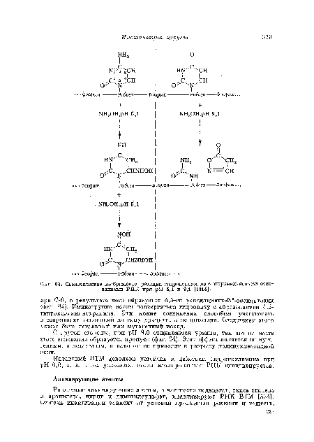 Схематическое изображение реакции гидроксиламшт о пиримидиновыми основаниями РНК при pH 6,1 и 9,1 [1514].