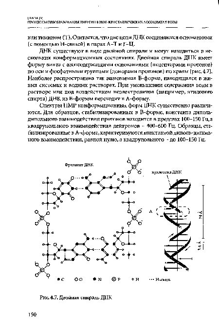 Двойная спираль ДНК
