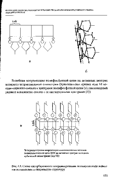 Схема адсорбционного координирования полинуклеотида водными ассоциатами в спиральную структуру