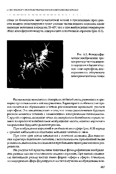 Фотографическое изображение треков распада частиц водного аэрозоля в биологическом поле картофеля, подверженного облучению электромагнитным полем