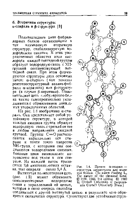 Правая а-спираль — структура, характерная для моле  кул белков. (Из книги Pauling L., The nature of the chemical bond. © 1939, 1940, 3rd edition © 1960 by Cornell University. С разрешения Cornell University Press.)