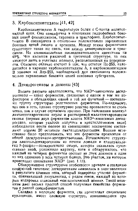 Карбоксипептидаза А гидролизует белки с С-конца полипеп-тидной цепи. Она специфична в отношении гидрофобных боковых цепей фенилаланина, тирозина и триптофана. Карбоксипептидаза В специфична в отношении положительно заряженных боковых цепей лизина и аргинина. Между этими ферментами существует такая же связь, как между химотрипсином и трипсином. Их аминокислотные последовательности идентичны на 49%. Что касается различий в третичной структуре, то они имеются лишь в участках молекул, расположенных на поверхности. Основное отличие состоит в том, что остаток 11е-255, находящийся в кармане карбоксипептидазы А, в карбоксипептидазе В заменен на Asp-255, необходимый для связывания положительно заряженных боковых цепей основных субстратов.