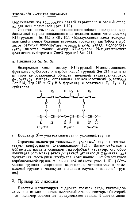 Образование же водородных связей характерно в равной степени для всех ферментов (рис. 1.12).