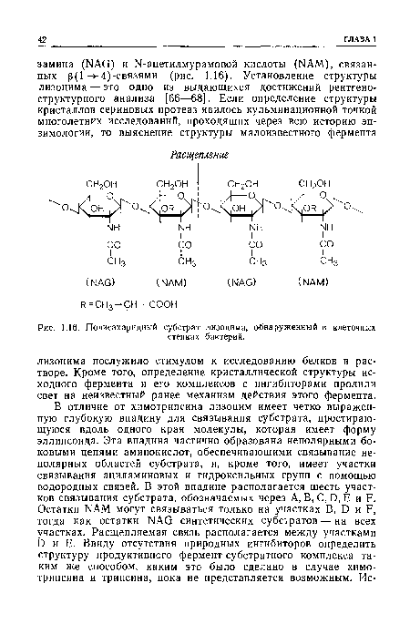 Полисахаридный субстрат лизоцима, обнаруженный в клеточных