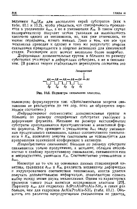 Индуцированное соответствие: дополнительные группы в больших по размеру специфичных субстратах участвуют в деформации фермента. Меньшие по размеру неспецифичные субстраты присоединяются преимущественно к неактивной форме фермента. Это приводит к уменьшению ксц ввиду уменьшения продуктивного связывания, однако соответственно уменьшается и /См, поскольку энергия связывания не используется для превращения неактивной конформации в активную.