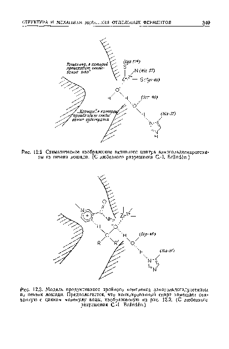 Схематическое изображение активного центра алкогольдегидрогена  зы из печени лошади. (С любезного разрешения С.-1. Вгапс1ёп.)