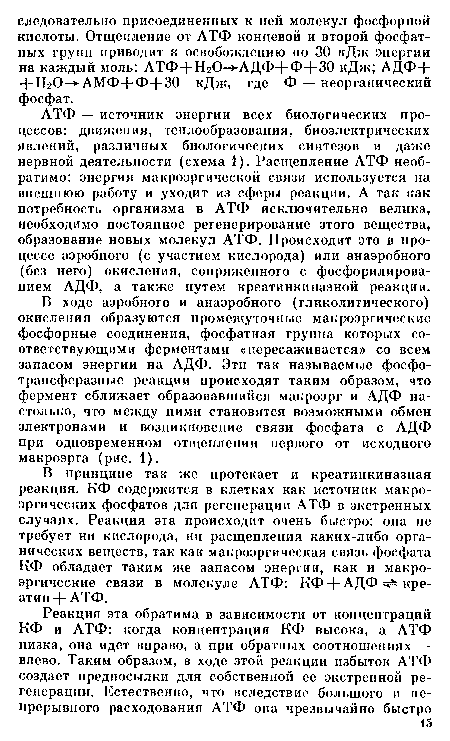 АТФ — источник энергии всех биологических процессов: движения, теплообразования, биоэлектрических явлений, различных биологических синтезов и даже нервной деятельности (схема 1). Расщепление АТФ необратимо: энергия макроэргической связи используется на внешнюю работу и уходит из сферы реакции. А так как потребность организма в АТФ исключительно велика, необходимо постоянное регенерирование этого вещества, образование новых молекул АТФ. Происходит это в процессе аэробного (с участием кислорода) или анаэробного (без него) окисления, сопряженного с фосфорилирова-нием АДФ, а также путем креатинкиназной реакции.