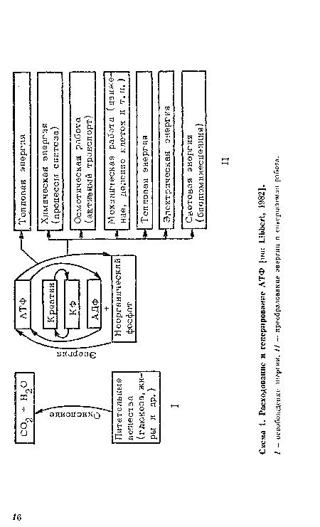Схема 1. Расходование и генерирование АТФ [по: УЬЬег!;, 1982].