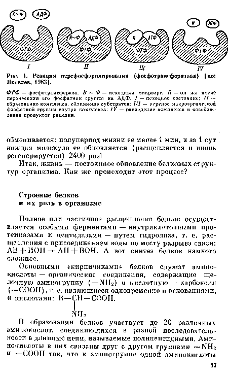 ФТФ — фосфотрансфераза, R Ф — исходный макроэрг, R — он же после перенесения его фосфатной группы на АДФ. I — исходное состояние; II — образование комплекса, сближение субстратов; III — перенос макроэргической фосфатной группы внутри комплекса; IV — распадение комплекса и освобождение продуктов реакции.