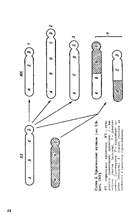 НХ — нормальные хромосомы, МХ — мута-циопные (измененные) хромосомы. / — выпадение участка (делеция), удвоение участка (дупликация), 3 — извращение порядка (инверсия), 4 — перенос участков из хромосомы в хромосому (транслокация).