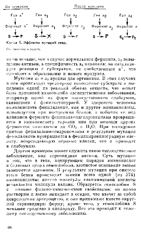 Другим примером может служить такое наследственное заболевание, как серновидная анемия. Суть мутации в том, что в гене, кодирующем порядок аминокислот в белковых цепях гемоглобина, азотистое основание тимин заменяется аденином. В результате мутации при синтезе этого белка происходит замена всего одной (из 574) аминокислоты: вместо молекулы глютаминовой кислоты вставляется молекула валина. Образуется гемоглобин S с новыми физико-химическими свойствами: он плохо растворим и легко выпадает в осадок, что влечет за собой повреждение эритроцитов, и они принимают вместо округлой серповидную форму; кроме того, у гемоглобина S меньшее сродство к кислороду. Все это приводит к тяжелому наследственному заболеванию.