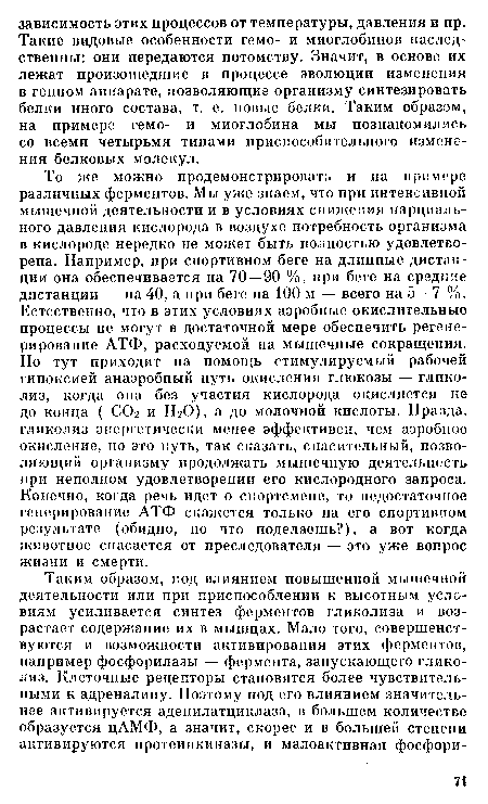 То же можно продемонстрировать и на примере различных ферментов. Мы уже знаем, что при интенсивной мышечной деятельности и в условиях снижения парциального давления кислорода в воздухе потребность организма в кислороде нередко не может быть полностью удовлетворена. Например, при спортивном беге на длинные дистанции она обеспечивается на 70—90 %, при беге на средние дистанции — на 40, а при беге на 100 м — всего на 5 — 7 %. Естественно, что в этих условиях аэробные окислительные процессы не могут в достаточной мере обеспечить регенерирование АТФ, расходуемой на мышечные сокращения. Но тут приходит на помощь стимулируемый рабочей гипоксией анаэробный путь окисления глюкозы — гликолиз, когда она без участия кислорода окисляется не до конца ( С02 и Н20), а до молочной кислоты. Правда, гликолиз энергетически менее эффективен, чем аэробное окисление, по это путь, так сказать, спасительный, позволяющий организму продолжать мышечную деятельность при неполном удовлетворении его кислородного запроса, Конечно, когда речь идет о спортсмене, то недостаточное генерирование АТФ скажется только на его спортивном результате (обидно, но что поделаешь?), а вот когда животное спасается от преследователя — это уже вопрос жизни и смерти.