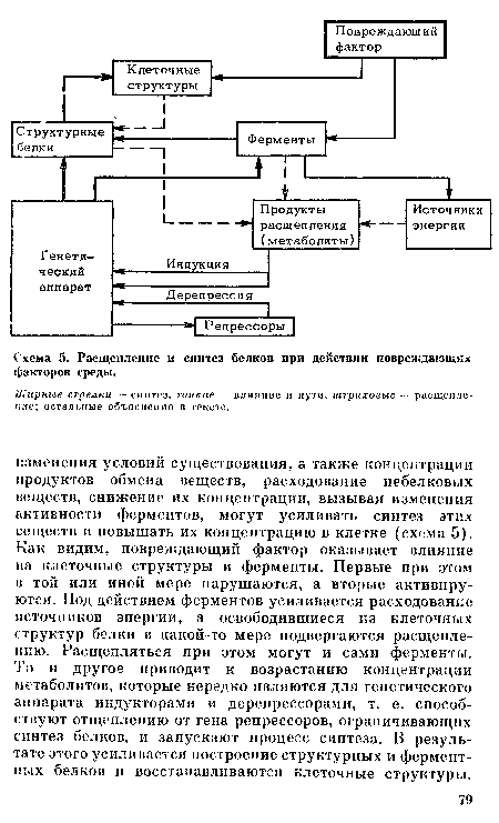 Жирные стрелки — синтез, тонкие — влияние и пути, штриховые — расщепление; остальные объяснения в тексте.