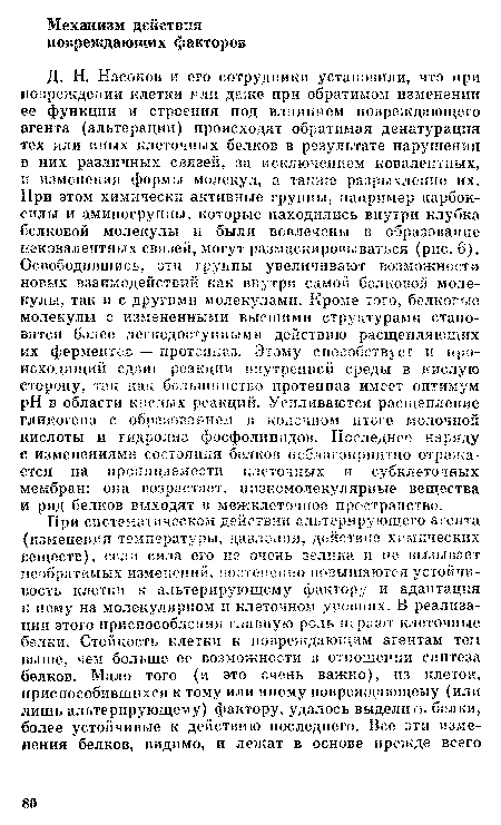 Д. Н. Насонов и его сотрудники установили, что при повреждении клетки и ли даже при обратимом изменении ее функции и строения под влиянием повреждающего агента (альтерации) происходят обратимая денатурация тех или иных клеточных белков в результате нарушения в них различных связей, за исключением ковалентных, и изменения формы молекул, а также разрыхление их. При этом химически активные группы, например карбоксилы и аминогруппы, которые находились внутри клубка белковой молекулы и были вовлечены в образование нековалентных связей, могут размаскировываться (рис. 6). Освободившись, эти группы увеличивают возможности новых взаимодействий как внутри самой белковой молекулы, так и с другими молекулами. Кроме того, белкоггые молекулы с измененными высшими структурами становятся более легкодоступными действию расщепляющих их ферментов — протеппаз. Этому способствует и происходящий сдвиг реакции внутренней среды в кислую сторону, так как большинство протеиназ имеет оптимум pH в области кислых реакций. Усиливаются расщепление гликогена с образованием в конечном итоге молочной кислоты и гидролиз фосфолипидов. Последнее наряду с изменениями состояния белков неблагоприятно отражается на проницаемости клеточных и субклеточных мембран: ока возрастает, низкомолекулярные вещества и ряд белков выходят в межклеточное пространство.