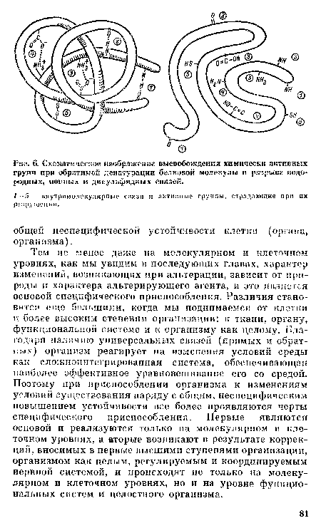 Рглх . 6. Схематическое изображение высвобождения химически активных групп при обратимой денатурации белковой молекулы и разрыве водородных, ионных и дисульфидкых связей.