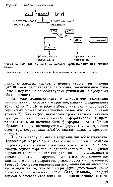 Схема 6. Влияние гормона на процесс транскрипции при синтезе белка.