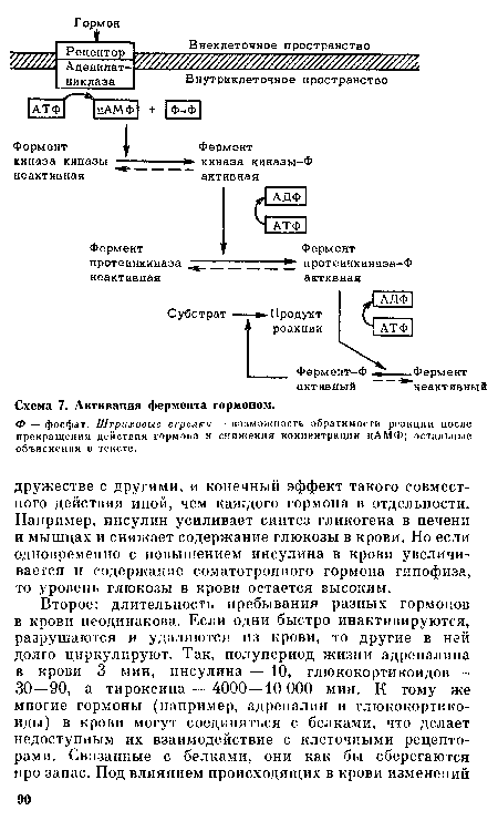 Схема 7. Активация фермента гормоном.