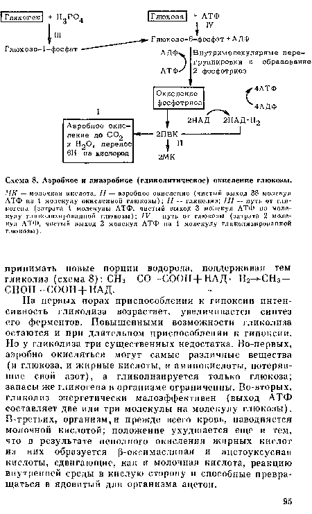 На первых порах приспособления к гипоксии интенсивность гликолиза возрастает, увеличивается синтез его ферментов. Повышенными возможности гликолиза остаются и при длительном приспособлении к гипоксии. Но у гликолиза три существенных недостатка. Во-первых, аэробно окисляться могут самые различные вещества (и глюкоза, и жирные кислоты, и аминокислоты, потерявшие свой азот), а гликолизируется только глюкоза; запасы же гликогена в организме ограниченны. Во-вторых, гликолиз энергетически малоэффективен (выход АТФ составляет две или три молекулы на молекулу глюкозы). В-третьих, организм,и прежде всего кровь, наводняется молочной кислотой; положение ухудшается еще и тем, что в результате неполного окисления жирных кислот из них образуется р-оксимасляная и ацетоуксусная кислоты, сдвигающие, как и молочная кислота, реакцию внутренней среды в кислую сторону и способные превращаться в ядовитый для организма ацетон.