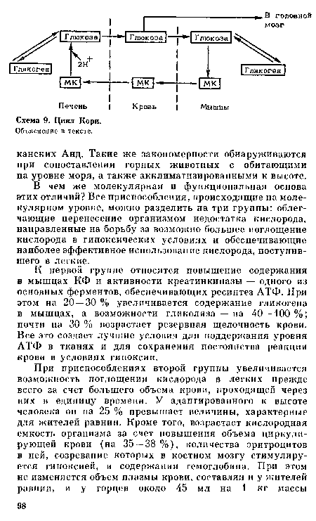 К первой группе относятся повышение содержания в мышцах КФ и активности креатинкиназы — одного из основных ферментов, обеспечивающих ресинтез АТФ. При этом на 20—30 % увеличивается содержание гликогена в мышцах, а возможности гликолиза — на 40—100 %; почти на 30 % возрастает резервная щелочность крови. Все это создает лучшие условия для поддержания уровня АТФ в тканях и для сохранения постоянства реакции крови в условиях гипоксии.