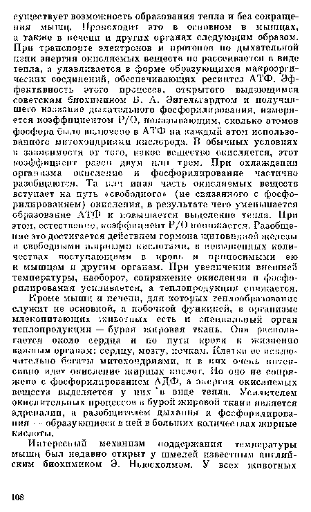 Кроме мышц и печени, для которых теплообразование служит не основной, а побочной функцией, в организме млекопитающих животных есть и специальный орган теплопродукции — бурая жировая ткань. Она располагается около сердца и по пути крови к жизненно важным органам: сердцу, мозгу, почкам. Клетки ее исключительно богаты митохондриями, и в них очень интенсивно идет окисление жирных кислот. Но оно не сопряжено с фосфорилированием АДФ, а энергия окисляемых веществ выделяется у них ‘в виде тепла. Усилителем окислительных процессов в бурой жировой ткани является адреналин, а разобщителем дыхания и фосфорилирования — образующиеся в ней в больших количествах жирные кислоты.