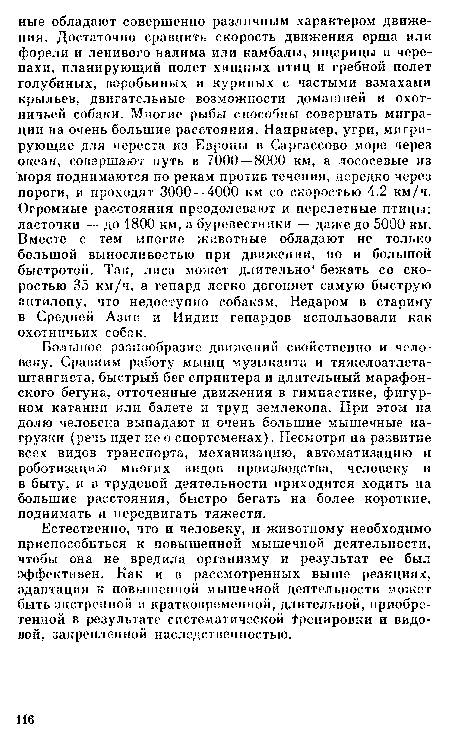 Естественно, что и человеку, и животному необходимо приспособиться к повышенной мышечной деятельности, чтобы она не вредила организму и результат ее был эффективен. Как и в рассмотренных выше реакциях, адаптация к повышенной мышечной деятельности может быть экстренной и кратковременной, длительной, приобретенной в результате систематической Тренировки и видовой, закрепленной наследственностью.