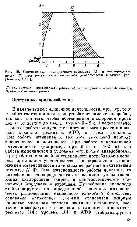 Соотношение кислородного дефицита (1) и кислородного долга (2) при интенсивной мышечной деятельности человека [по