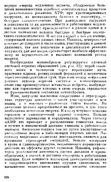 Возбуждение мотонейронов регулируется сложной системой нервных образований (см. рис. 12): корой головного мозга и таламусом через пирамидные пути, красными ядрами, ретикулярной формацией и мозжечком через экстрапирамидные пути. При этом между нейронами высших отделов нервной системы и мотонейронами стоят еще промежуточные вставочные нейроны, возбуждение или торможение которых в свою очередь отражается на функциональном состоянии мотонейронов.