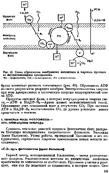 Сущность темповых реакций процесса фотосинтеза была раскрыта благодаря исследованиям американского физиолога Кальвина (цикл Кальвина). Успех работы, проведенной Кальвином и его сотрудниками, определялся широким применением новых методов исследования.