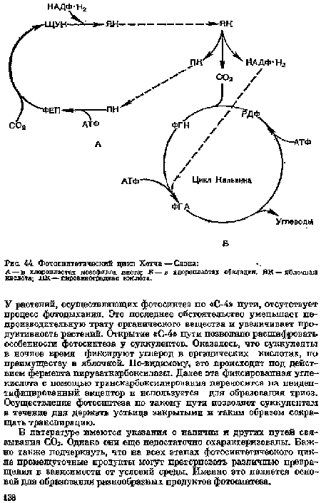 А—в хлоропластах мезофилла листа; £ — хлоропласта обкладки. ЯК—яблочная кислота; ПК—шфовввярщшая кислота.