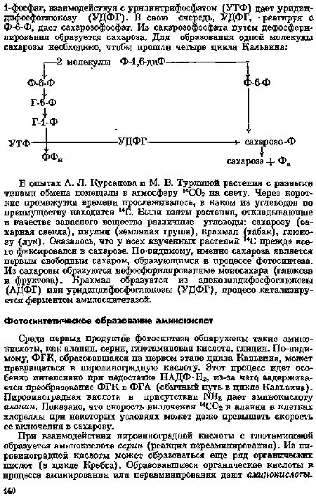 При взаимодействии пировиноградной кислоты с глютаминовой образуется аминокислота серин (реакция переаминирования). Из пировиноградной кислоты может образоваться еще ряд органических нислот (в цикле К ребса). Образовавшиеся органические кислоты в процессе аминирования ели переаминирования дают аминокислоты.