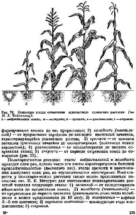 Основные этапы онтогенеза однолетнего семейного растения (по М. X. Чайлахяну)