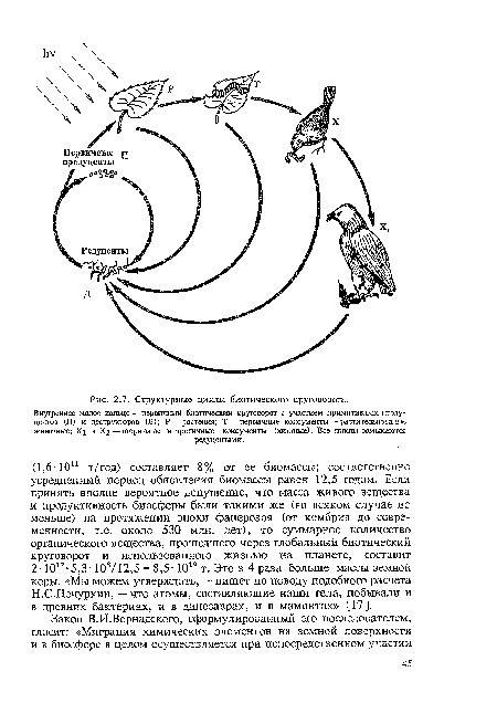 Структурные циклы биотического круговорота.