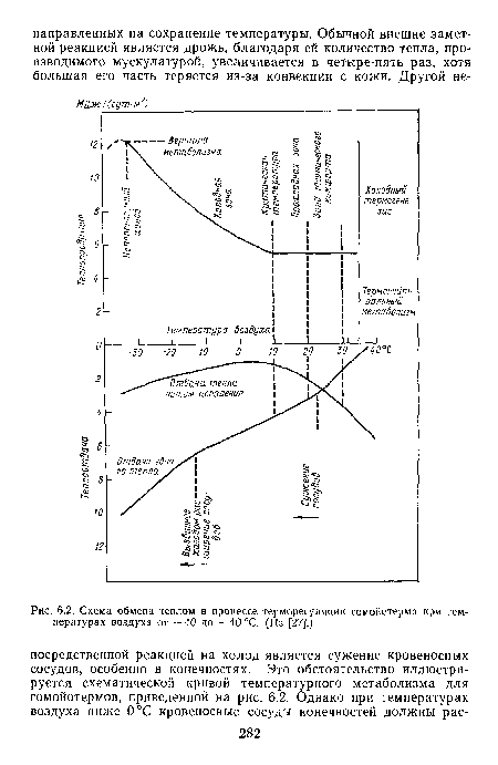 Схема обмена теплом в процессе терморегуляции гомойотерма при температурах воздуха от —40 до + 40 °С. (Из [27].)