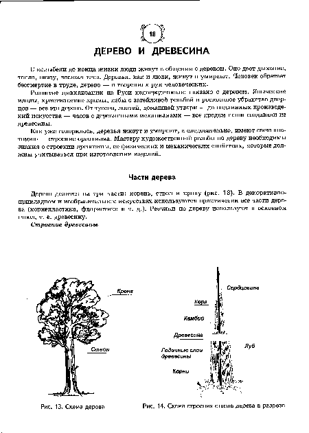 Строение дерева схема для детей картинки