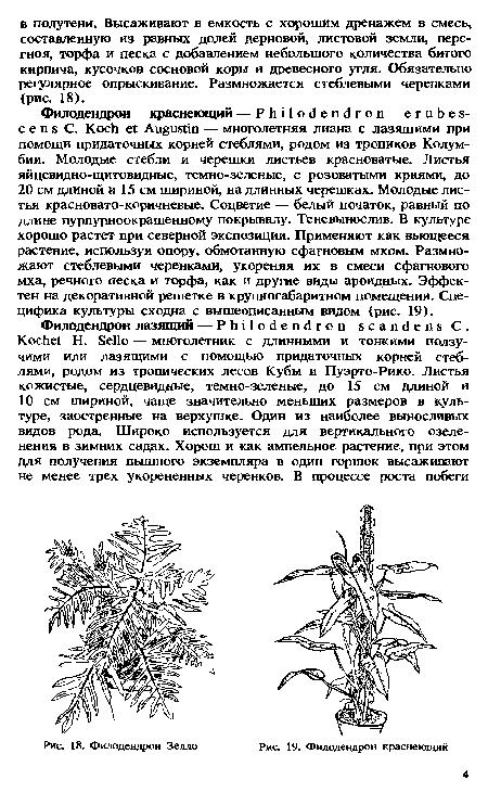 Филодендрон краснеющий