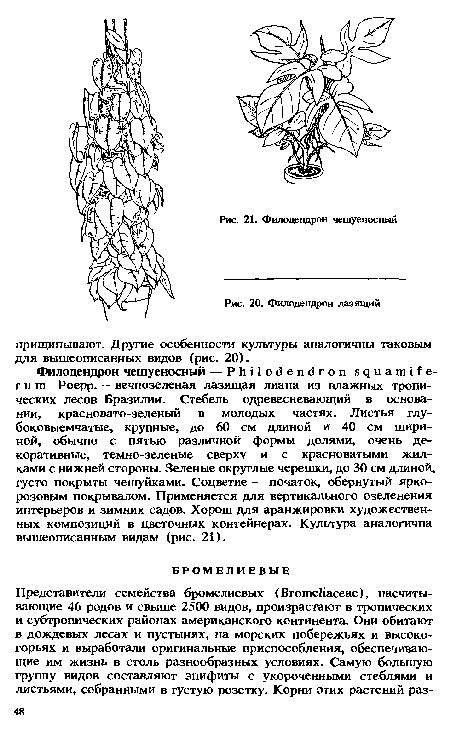 Филодендрон лазящий