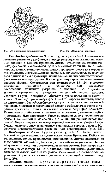 Синнингия красивая