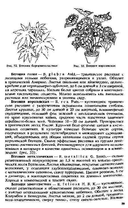 Бегония королевская