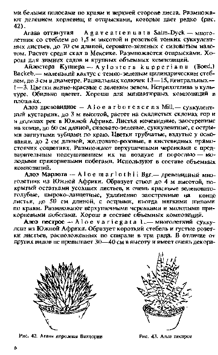 Агава королевы Виктории