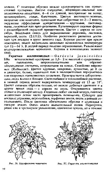 Брунфельзия чашечная рис. 57. Гардения жасминовидная