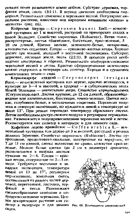 Колокольчик равнолистный