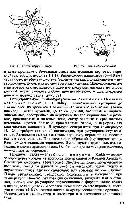 Плющ обыкновенный