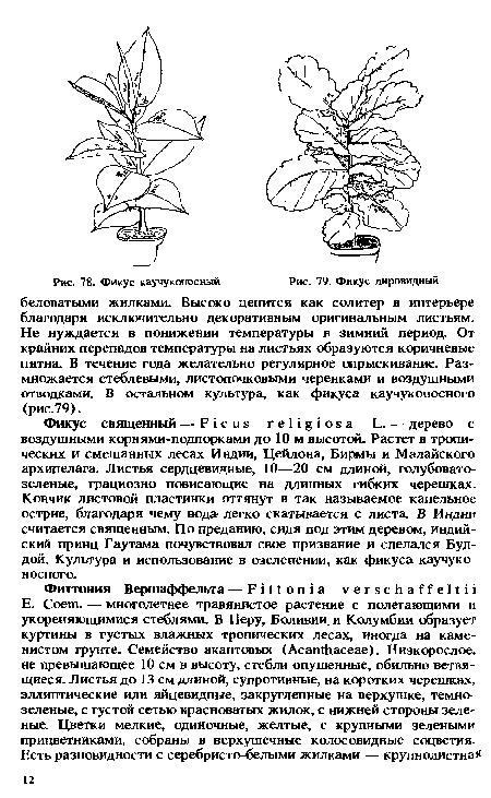 Фикус лировидный