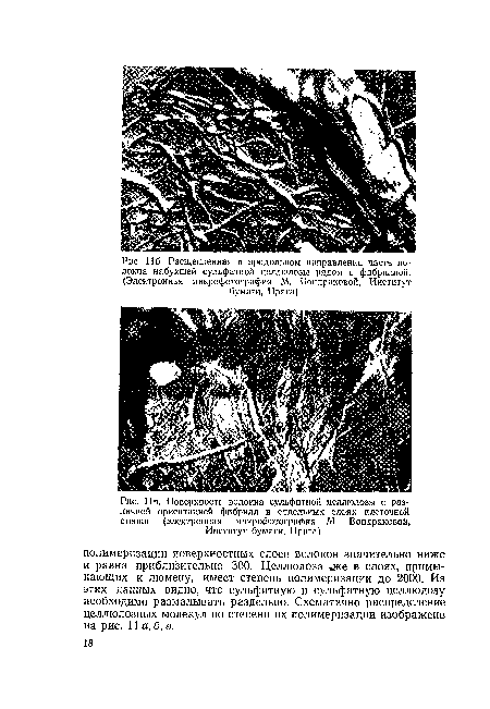 Ив. Поверхность волокна сульфитной целлюлозы с различной ориентацией фибрилл в отдельных слоях клеточной стенки (электронная микрофотография М Вондраковой, Институт бумаги, Прага)