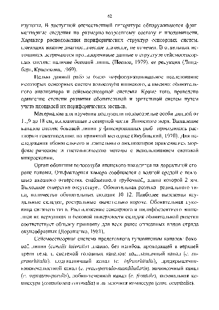 Орган обоняния волосозуба японского находится на дорсальной стороне головы. Ольфакторная камера сообщается с водной средой с помощью входного отверстия, снабженного трубочкой, длина которой 2 мм. Выходное отверстие отсутствует. Обонятельная розетка радиального типа, количество обонятельных складок 10-12. Наиболее выражены каудальные складки, ростральные значительно короче. Обонятельная луковица сидячего типа. Расположение сенсорного и индифферентного эпите-лиев на верхушках и боковой поверхности складок обонятельной розетки соответствует общему принципу для всех ранее описанных видов отряда окунеобразных (Дорошенко, 1981).