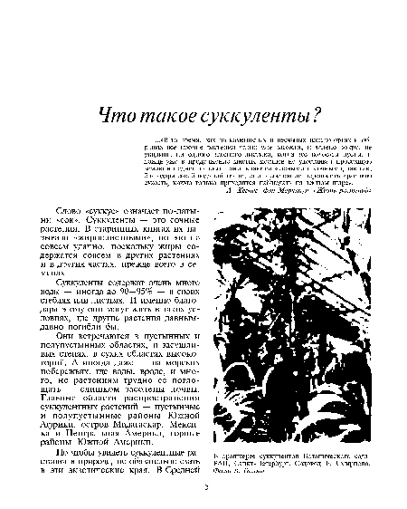 Слово «суккус» означает по-латы-ни «сок». Суккуленты — это сочные растения. В старинных книгах их называли «жирнолистными», но это не совсем удачно, поскольку жиры содержатся совсем в других растениях и в других частях, прежде всего в семенах.