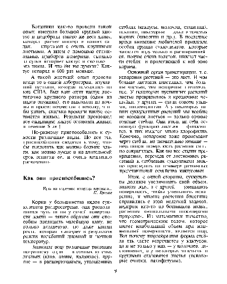 Корни у большинства видов суккулентов распростертые, они располагаются чуть ли ни у самой поверхности земли — таким образом они способны поглощать малейшую влагу, не только дождевую, но даже капли росы, которая выпадает в результате резких колебаний дневной и ночной температур.