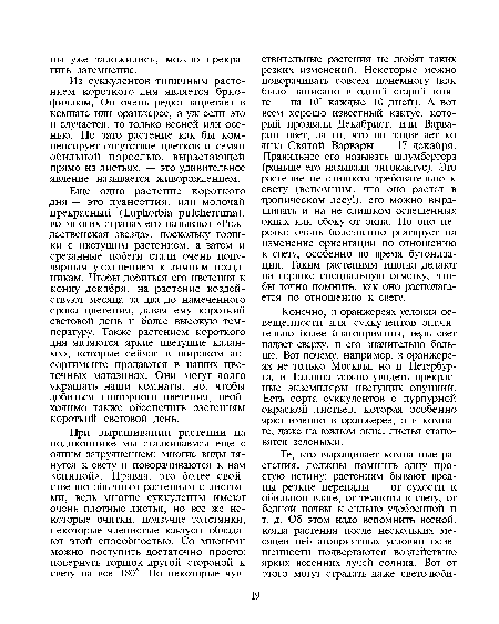 Из суккулентов типичным растением короткого дня является брио-филлюм. Он очень редко зацветает в комнате или оранжерее, а уж если это и случается, то только весной или осенью. Но зато растение как бы компенсирует отсутствие цветков и семян обильной порослью, вырастающей прямо на листьях, — это удивительное явление называется живорождением.