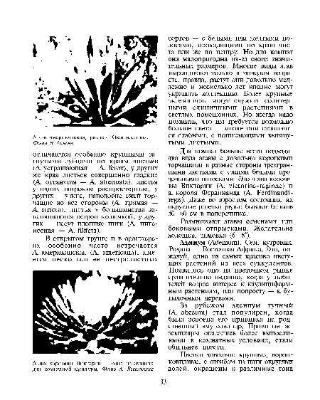 Адениум (Аёепшт). Сем. кутровых. Родина — Восточная Африка. Это, пожалуй, одно из самых красиво цветущих растений из всех суккулентов. Появилось оно на цветочном рынке сравнительно недавно, когда у любителей возрос интерес к каудициформ-ным растениям, или попросту — к бутылочным деревьям.